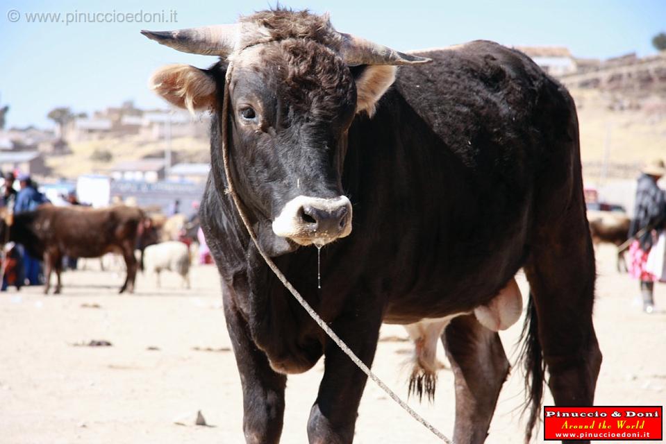 PERU - Mercado de los toros - 07.jpg